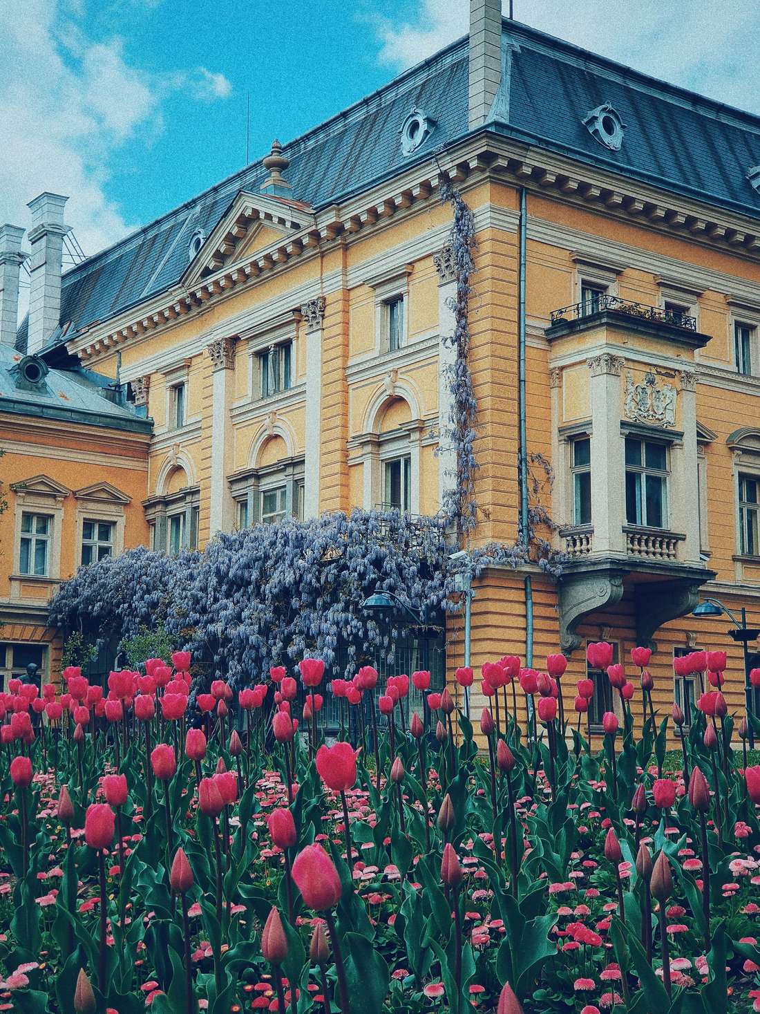 Historisches Repräsentationsgebäude in Sofia mit Tulpen und blühender Glyzinie